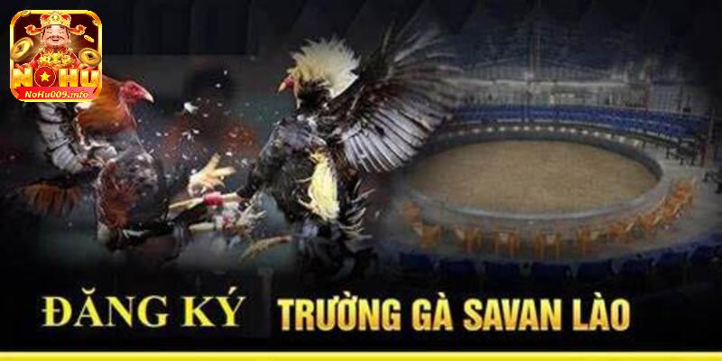 Trường Gà Savan - Nơi Hội Tụ Trận Đấu Gà Nổi Tiếng, Đỉnh Cao 1 Giới thiệu về địa chỉ cung cấp dịch vụ đá gà nổi tiếng