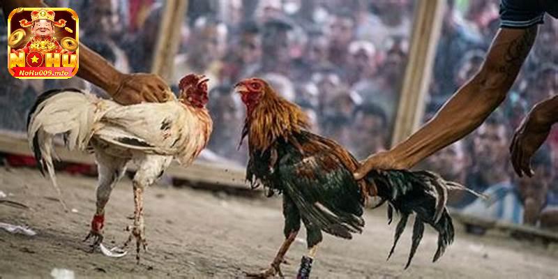 Trường Gà Savan - Nơi Hội Tụ Trận Đấu Gà Nổi Tiếng, Đỉnh Cao 5 Cập nhật một số ưu điểm của trang trực tuyến trận đấu Trường gà Savan