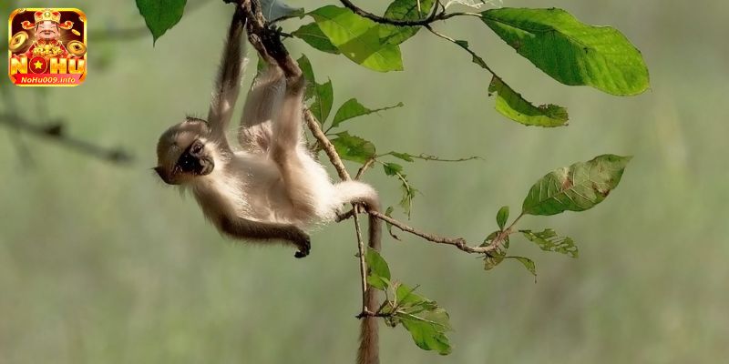 Lý Giải Nằm Mơ thấy Khỉ Đánh Số Gì? Tốt Hay Xấu? 4 Mơ thấy khỉ leo câu đánh số gì