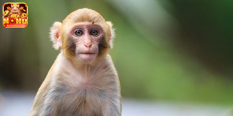 Lý Giải Nằm Mơ thấy Khỉ Đánh Số Gì? Tốt Hay Xấu? 2 Nằm mơ thấy khỉ đánh số gì