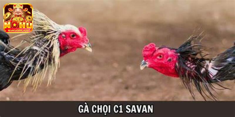 Trường Gà Savan - Nơi Hội Tụ Trận Đấu Gà Nổi Tiếng, Đỉnh Cao 4 Truy cập website xem trực tuyến tiện lợi nhất